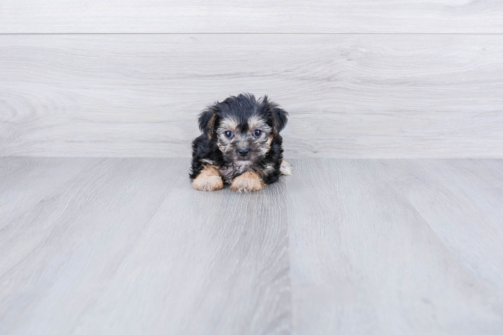 Morkie Puppy for Adoption