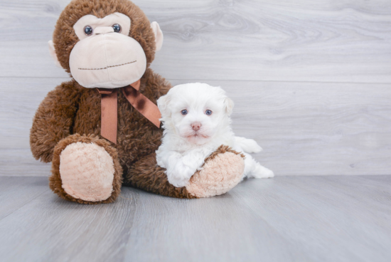 Little Havanese Purebred Pup