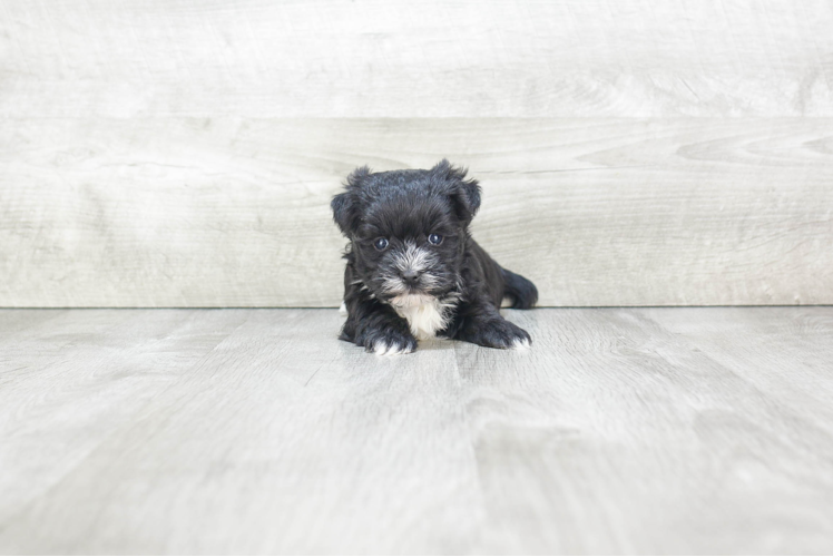 Smart Morkie Designer Pup