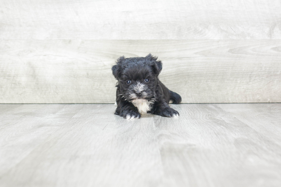 Smart Morkie Designer Pup