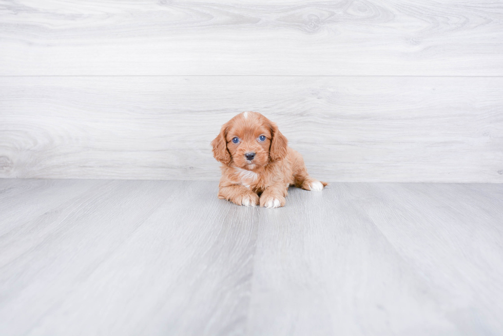 Smart Cavapoo Poodle Mix Pup