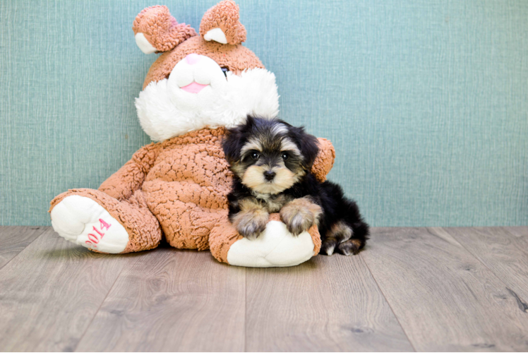 Energetic Yorkie Designer Puppy