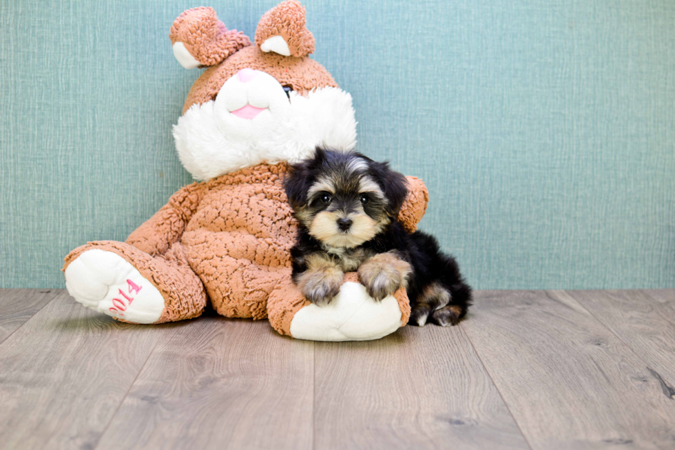 Energetic Yorkie Designer Puppy