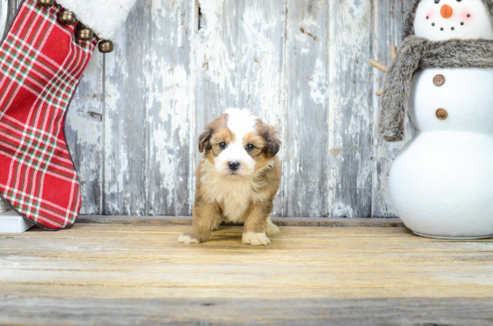 Mini Bernedoodle Puppy for Adoption