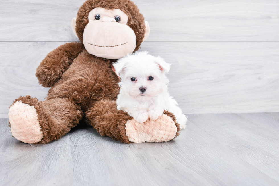 Hypoallergenic Maltese Purebred Pup