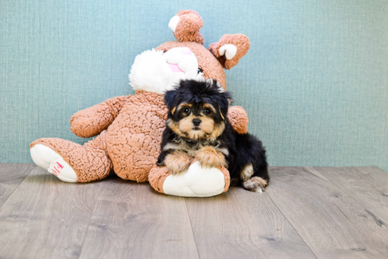 Morkie Pup Being Cute