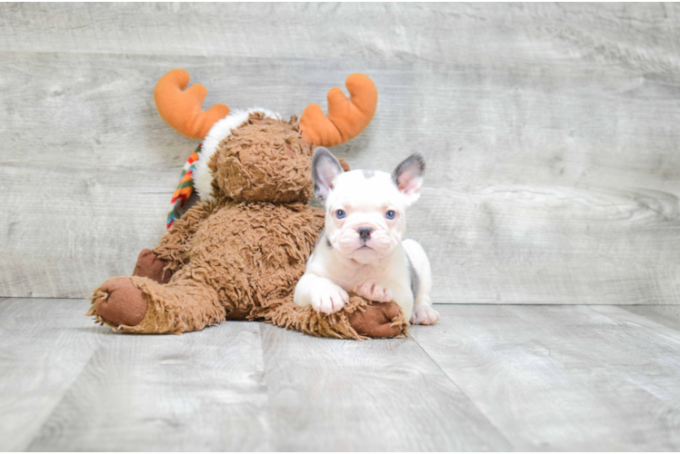 Best French Bulldog Baby