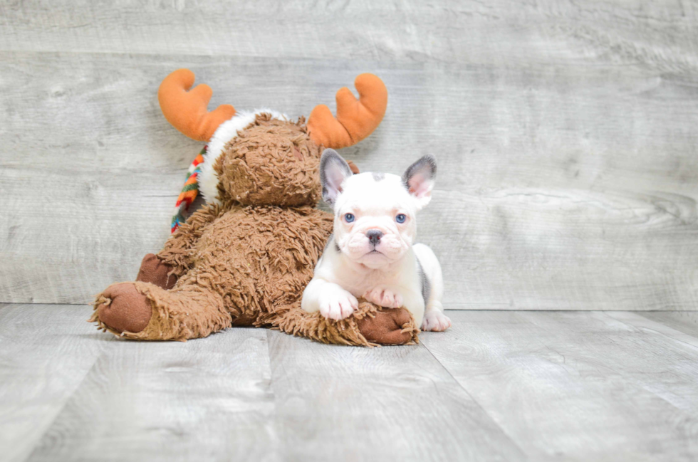 Best French Bulldog Baby