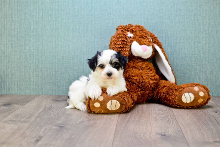 Happy Teddy Bear Baby