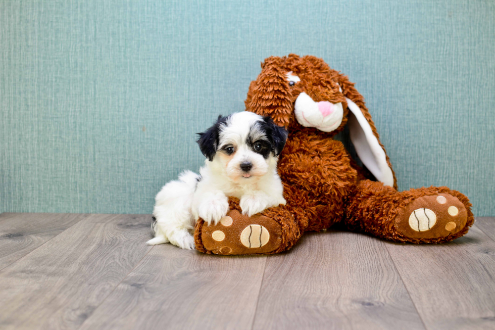 Happy Teddy Bear Baby