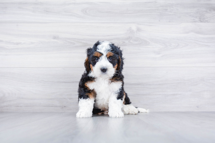 Mini Bernedoodle Pup Being Cute