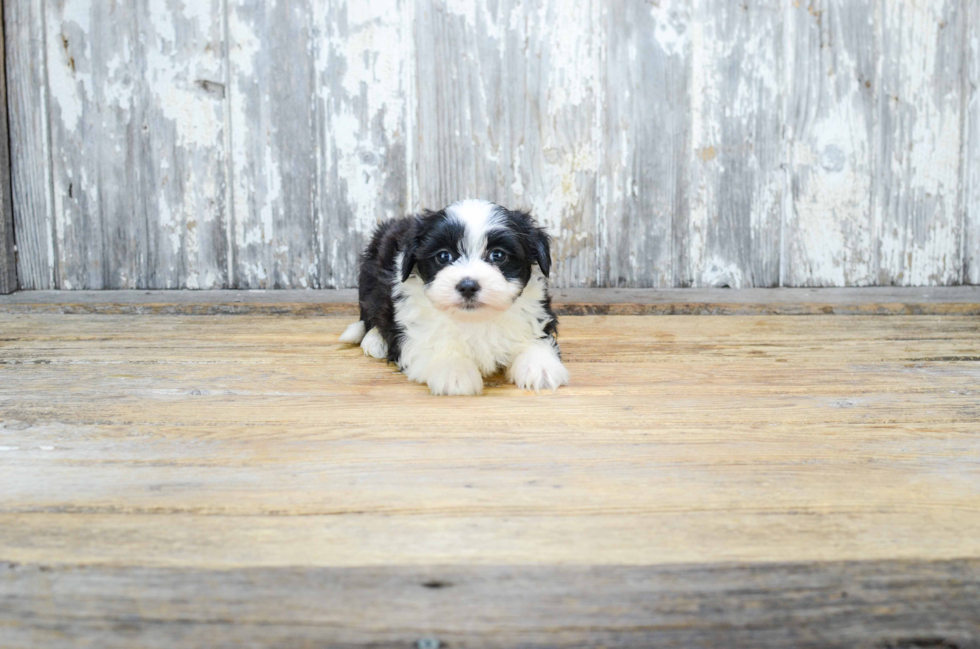 Best Morkie Baby