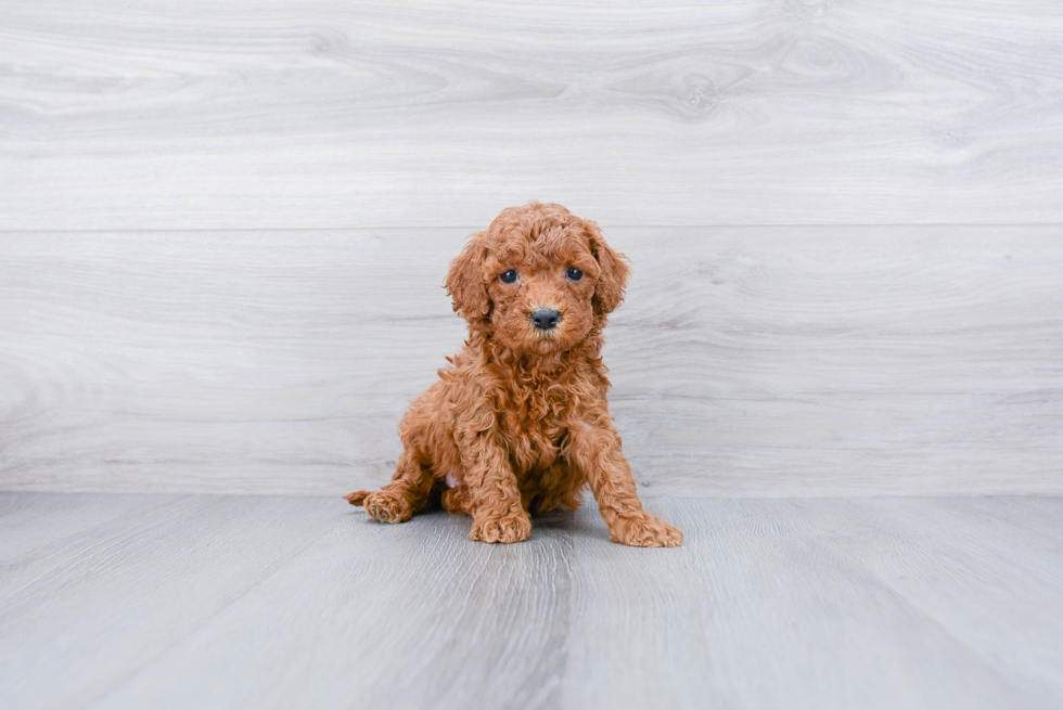 Cockapoo Puppy for Adoption