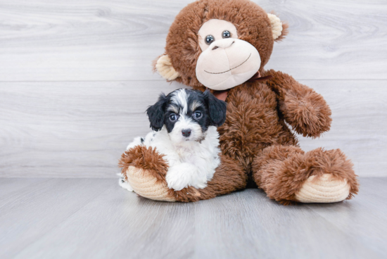 Fluffy Cavachon Designer Pup