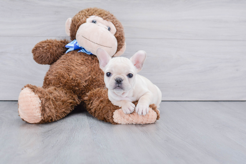 Best French Bulldog Baby