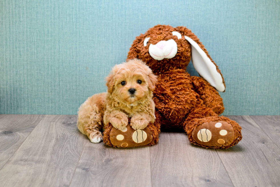 Energetic Cavoodle Poodle Mix Puppy