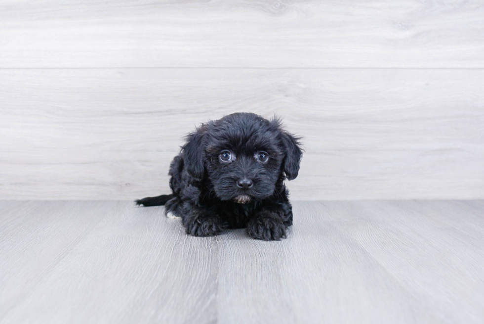 Havanese Pup Being Cute