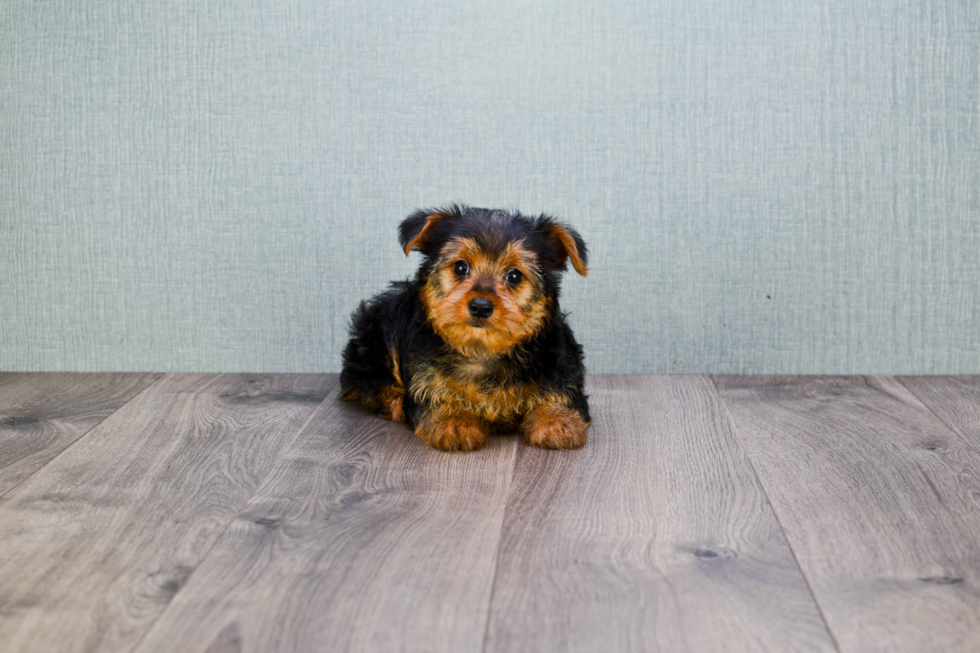 Meet Joey - our Yorkshire Terrier Puppy Photo 