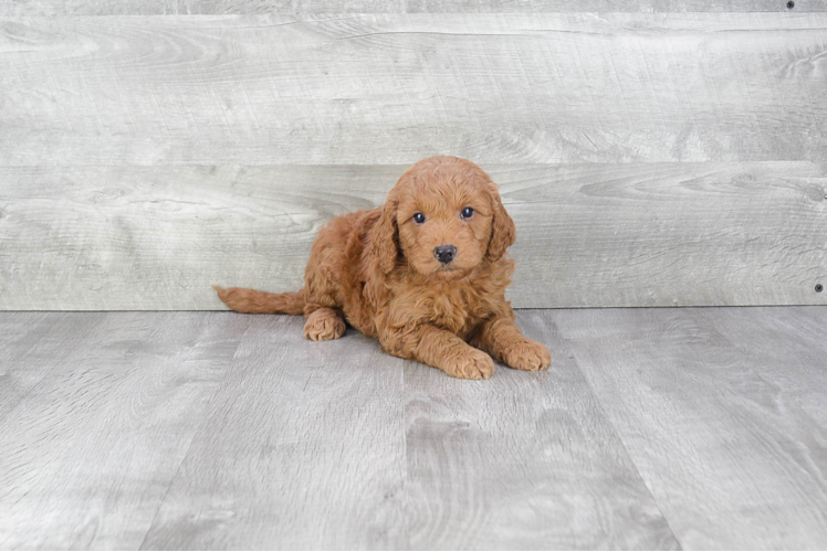 Hypoallergenic Golden Retriever Poodle Mix Puppy