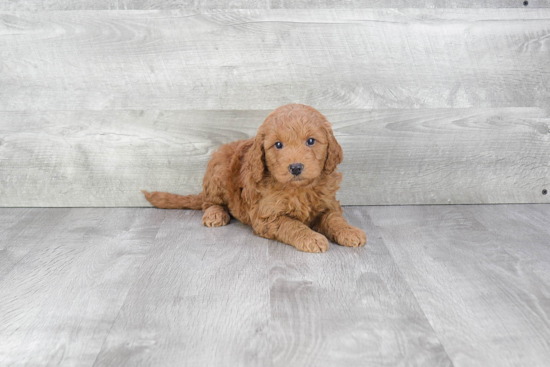 Hypoallergenic Golden Retriever Poodle Mix Puppy