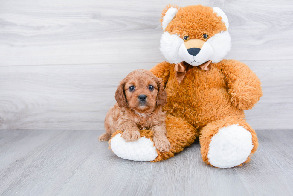 Popular Cavapoo Poodle Mix Pup