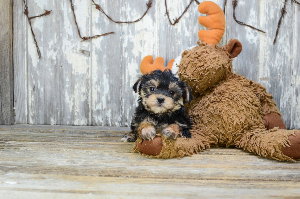 Small Morkie Baby