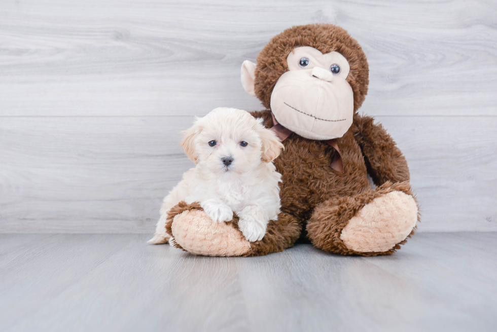 Maltipoo Pup Being Cute