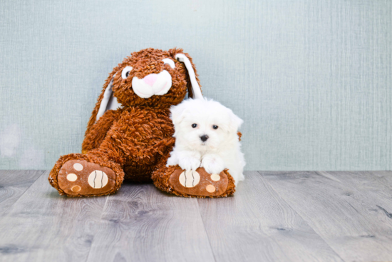 Maltese Puppy for Adoption