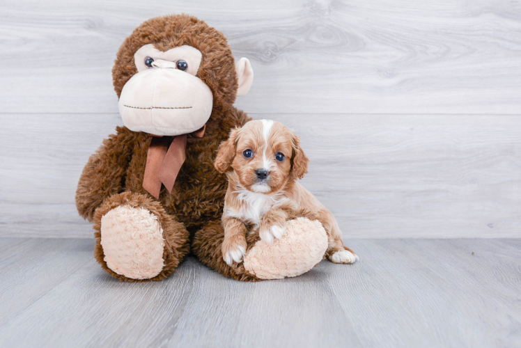 Cute Cavapoo Baby