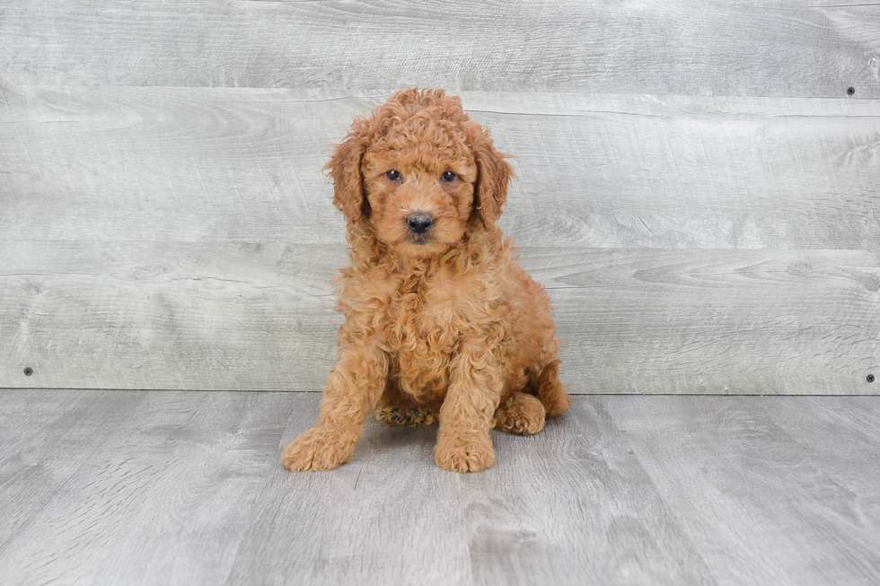 Sweet Mini Goldendoodle Baby