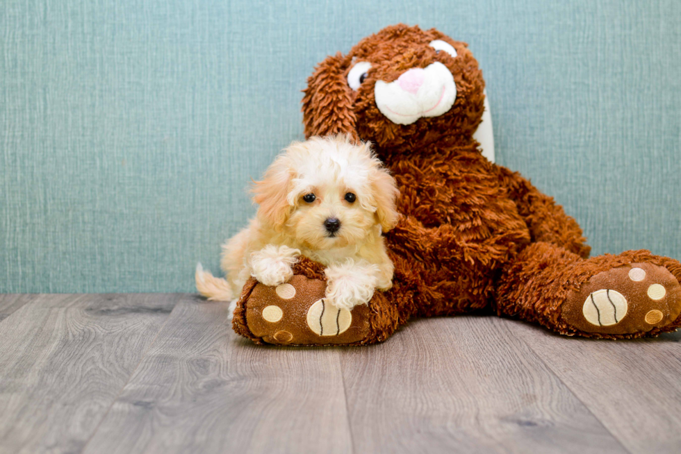 Playful Maltese Poodle Poodle Mix Puppy