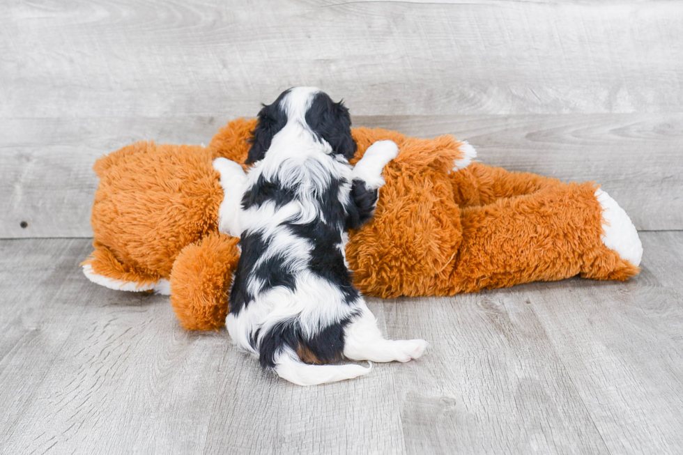 Cavalier King Charles Spaniel Pup Being Cute