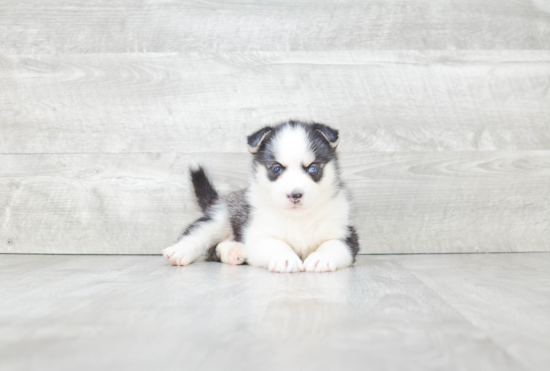 Petite Pomsky Designer Pup