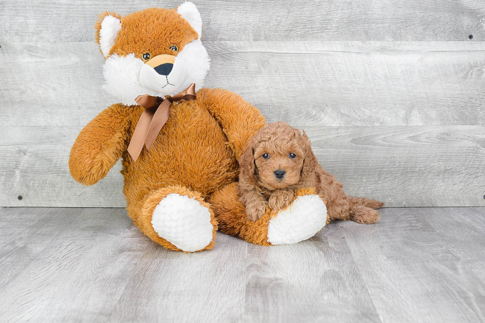 Cavapoo Pup Being Cute