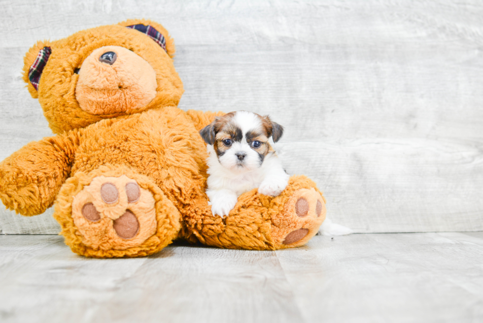 Fluffy Teddy Bear Designer Pup