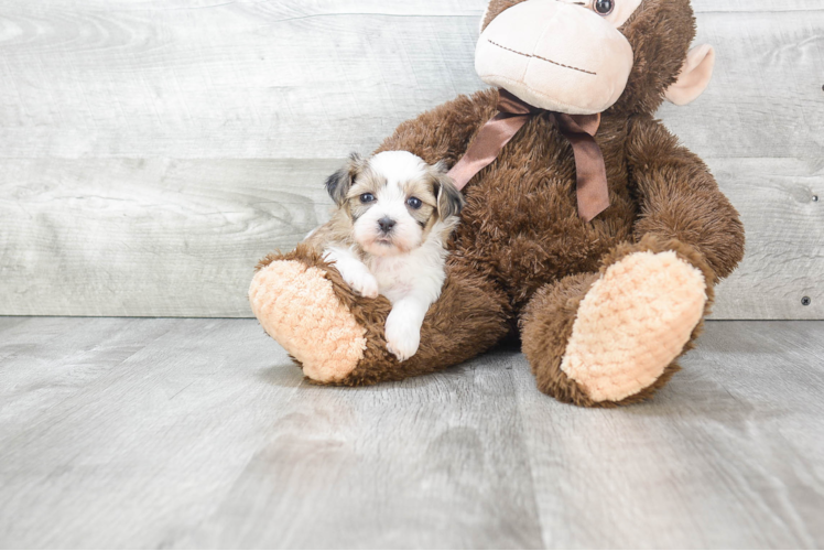 Friendly Teddy Bear Baby