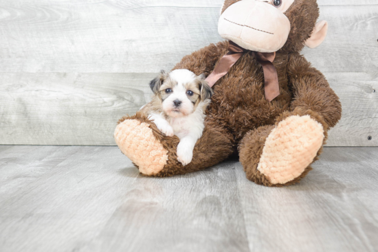 Friendly Teddy Bear Baby