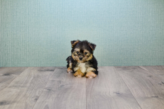 Morkie Puppy for Adoption