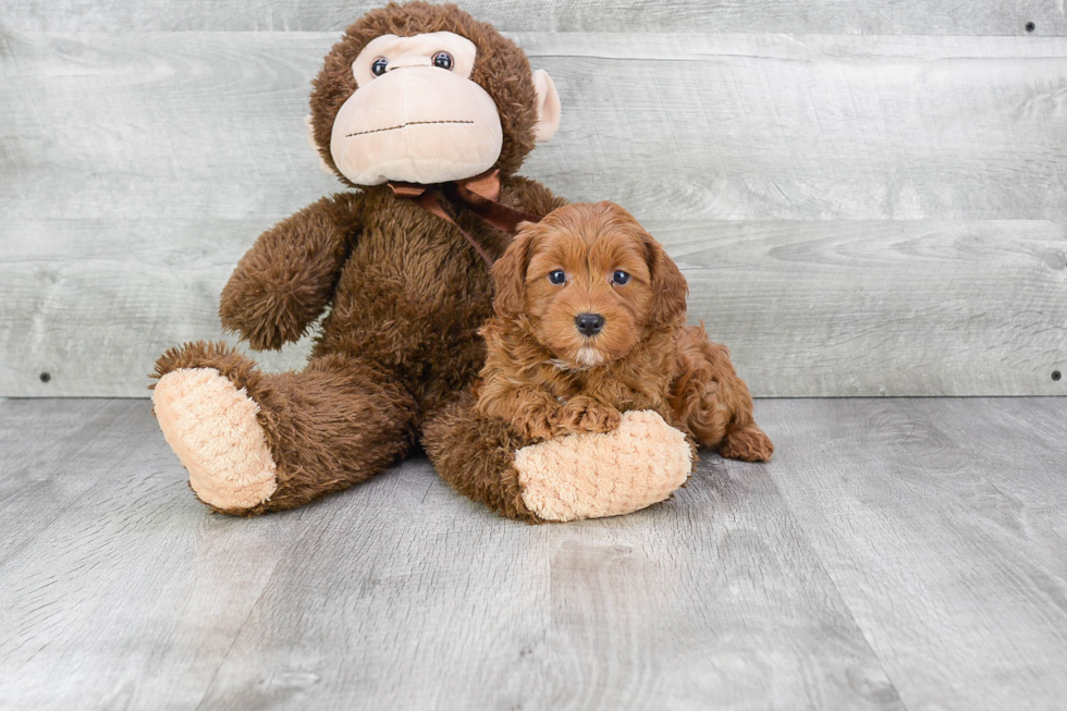 Energetic Cavoodle Poodle Mix Puppy