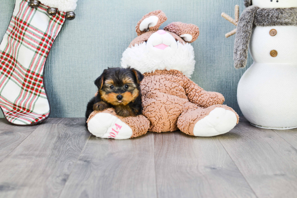 Meet Beckham - our Yorkshire Terrier Puppy Photo 