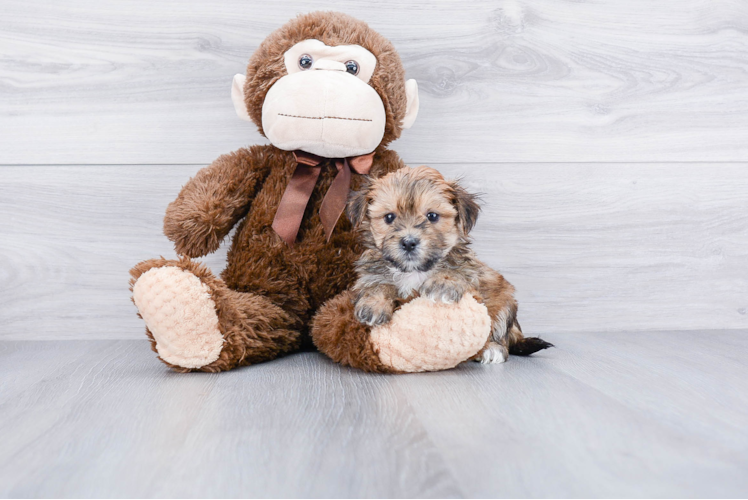Cute Morkie Baby
