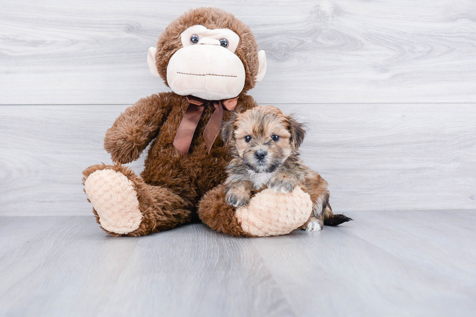 Cute Morkie Baby
