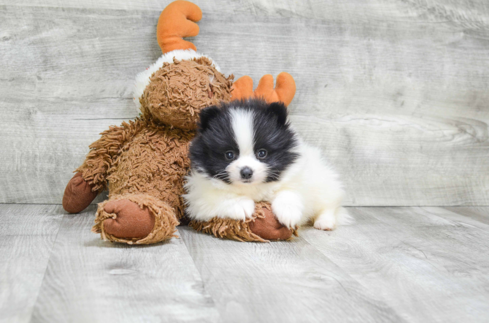 Akc Registered Pomeranian Baby