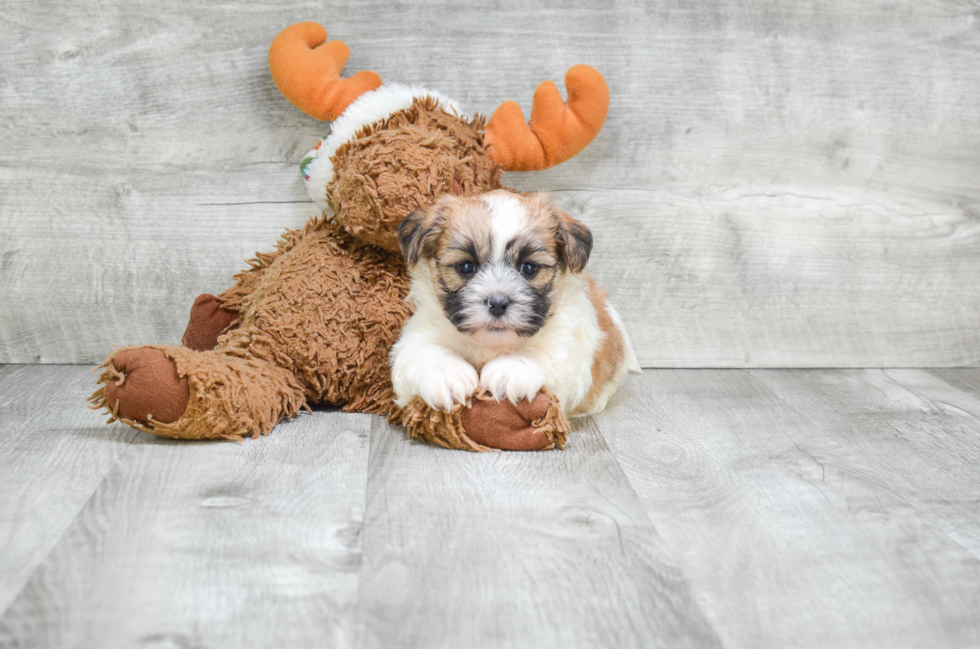 Playful Shichon Designer Puppy