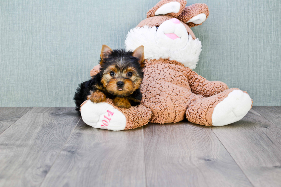 Meet Tinkerbell - our Yorkshire Terrier Puppy Photo 