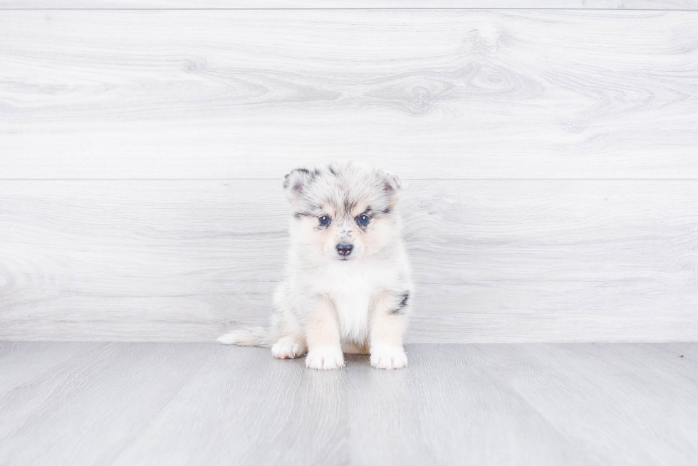 Pomsky Puppy for Adoption