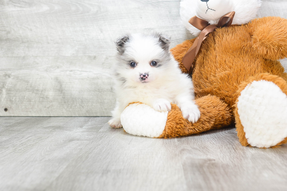 Petite Pomeranian Purebred Puppy