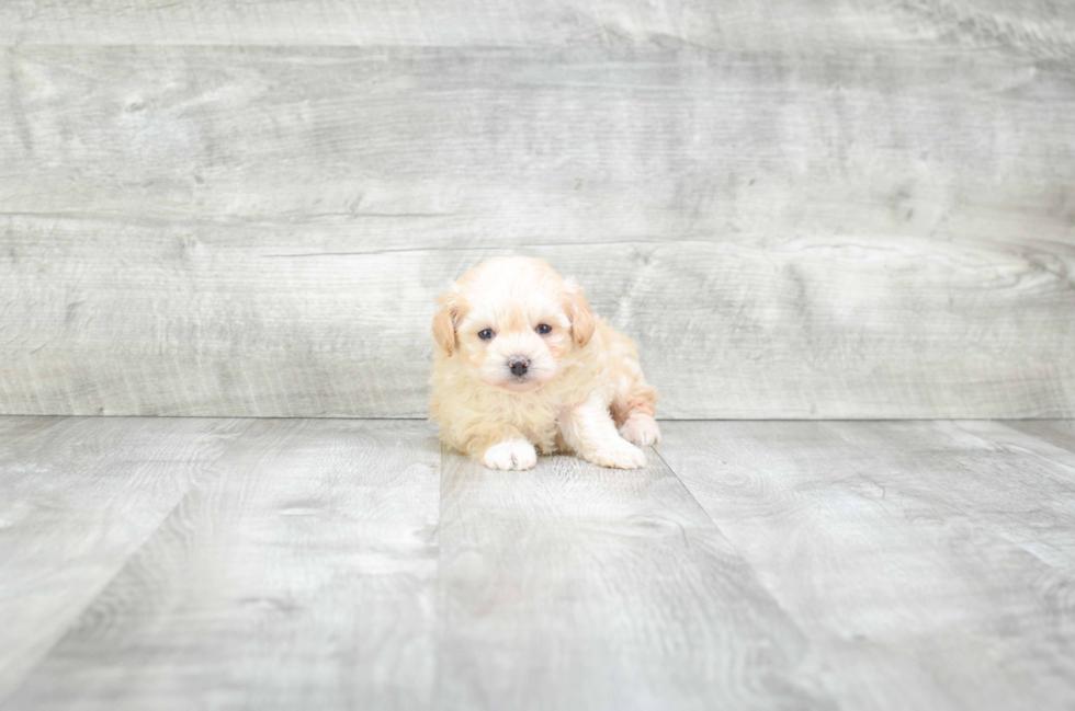 Maltipoo Puppy for Adoption