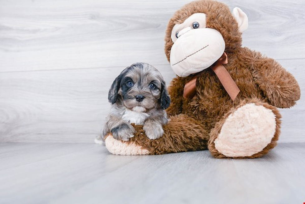 Adorable Cavoodle Poodle Mix Puppy