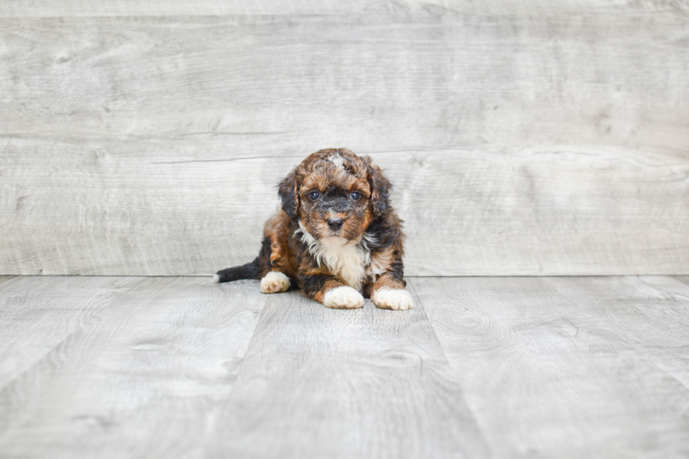 Mini Bernedoodle Puppy for Adoption